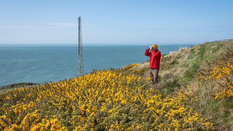 Coastal view with NT ranger in red surrounded by yellow gorse. Behind is one of the historic mile markers (a tall metal post).